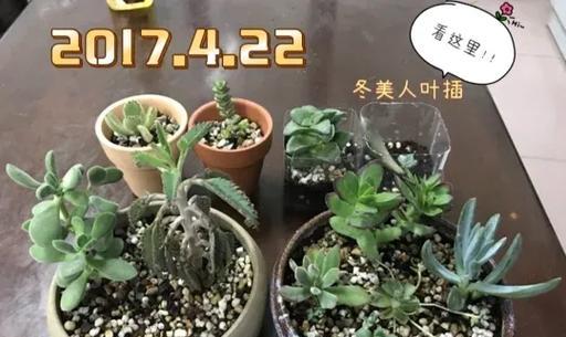 冬美人的繁殖与注意事项（照顾冬美人，享受冬日花海）