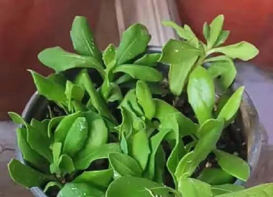 南非菊的养护指南（打造健康的南非菊花园）