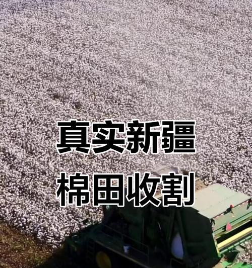 掌握棉花采摘时间，收获丰收（了解棉花的生长习性及影响棉花采摘的因素）