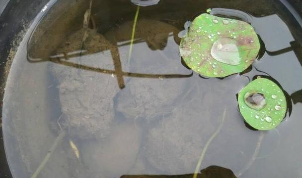 如何正确分株碗莲（学习碗莲分株技巧，让你的家中充满绿意）