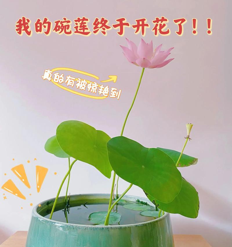 如何正确分株碗莲（学习碗莲分株技巧，让你的家中充满绿意）