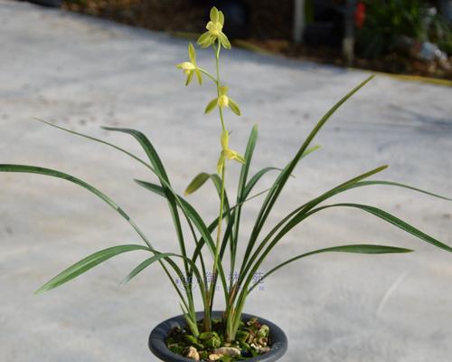 探秘建兰花的花期（了解建兰花的开放时间及注意事项）