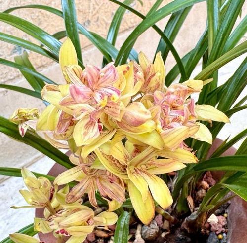 探秘建兰花的花期（了解建兰花的开放时间及注意事项）