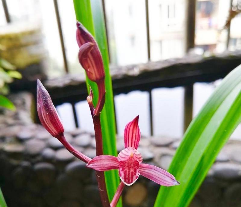探秘建兰花的花期（了解建兰花的开放时间及注意事项）