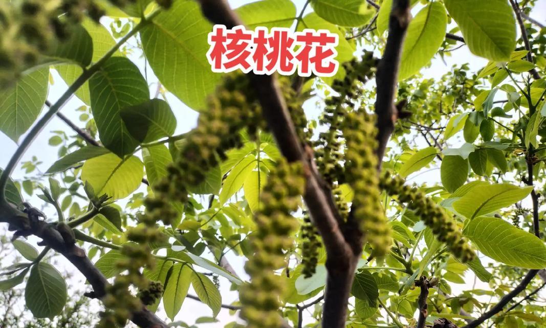 核桃树开花的美丽景象——蓝天下的白色花海