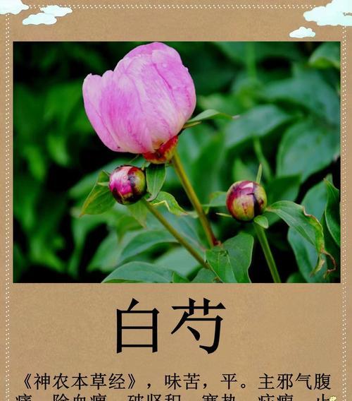 解读白芍和赤芍的区别（同源异名的草药中的分别）