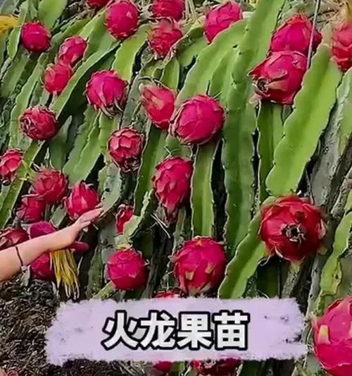 火龙果种植时间选择的重要性（掌握最佳种植时间让火龙果长势更好）