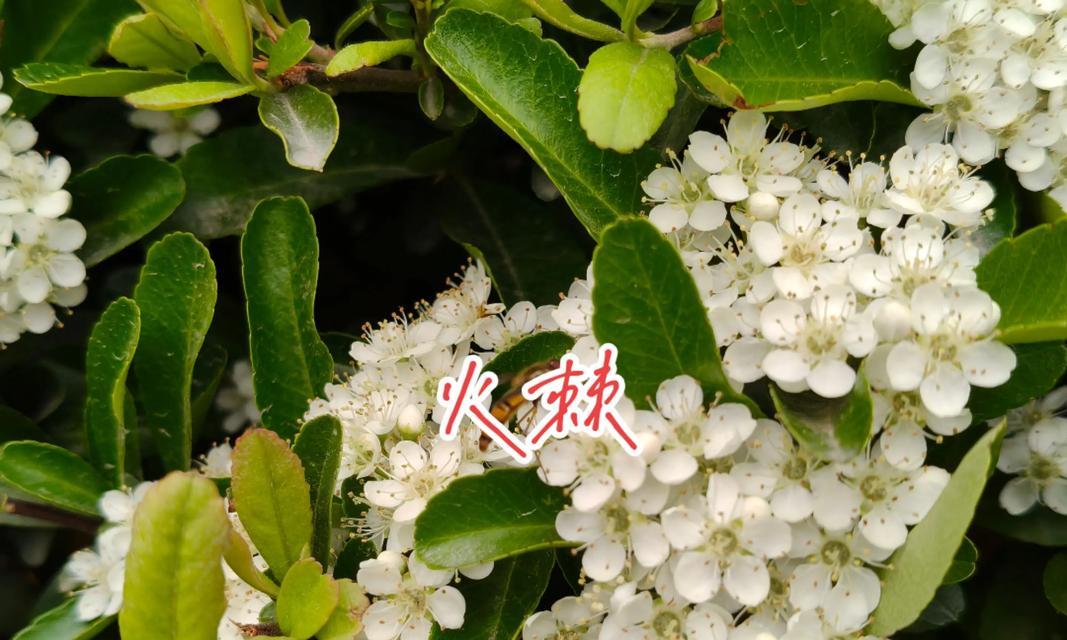 火棘几年开花结果的全面介绍（了解火棘开花结果的时间和技巧，享受丰收的喜悦）