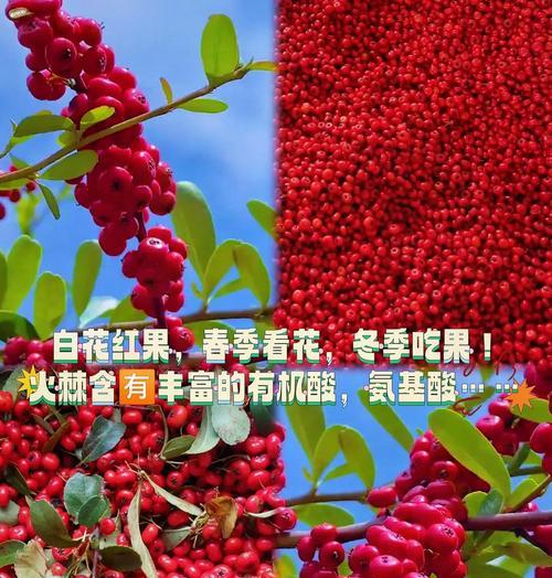 火棘几年开花结果的全面介绍（了解火棘开花结果的时间和技巧，享受丰收的喜悦）