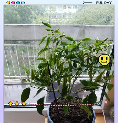 干辣椒的种子怎么种？（干辣椒种植的步骤和注意事项）