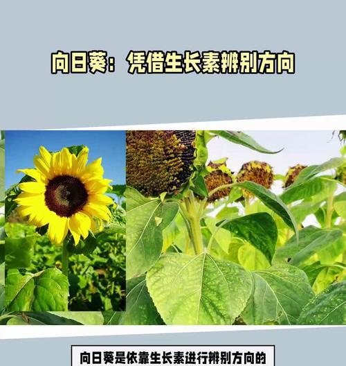 向日葵也能淋雨（阳光之下，雨中同样美丽/向日葵的水上之舞）