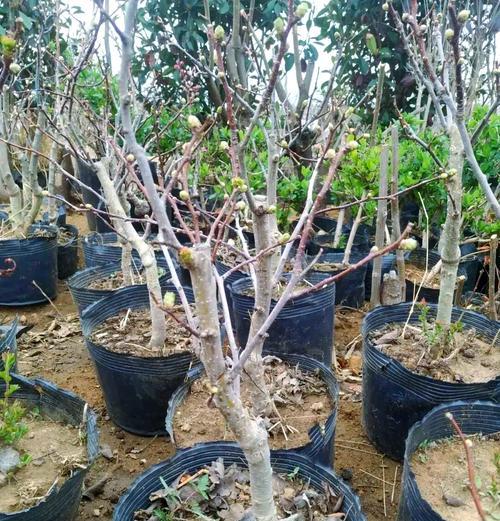 山楂（深入探究山楂的生长环境和生长特点，解读其适应能力和独特魅力）