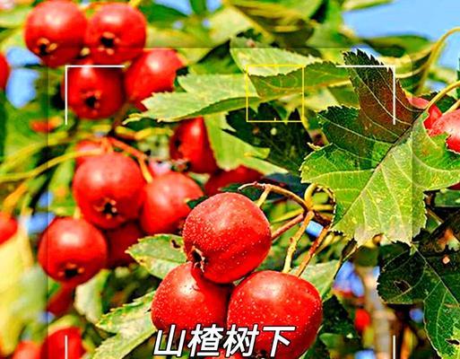 山楂（深入探究山楂的生长环境和生长特点，解读其适应能力和独特魅力）