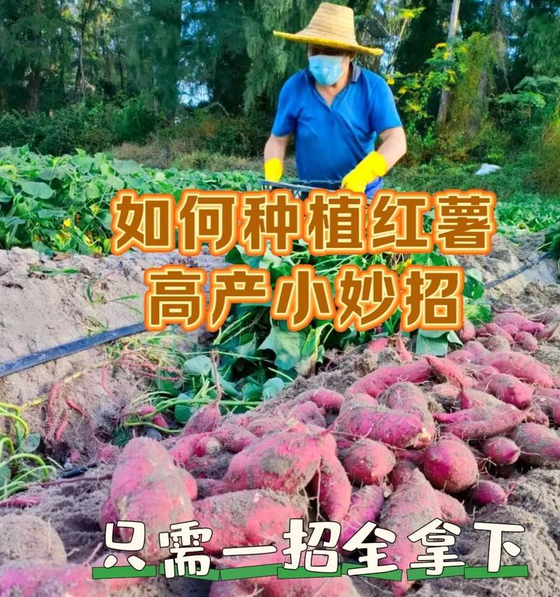 红薯的种植与收获（时机与技巧/种植和维护/预防病虫害/采摘与贮藏）