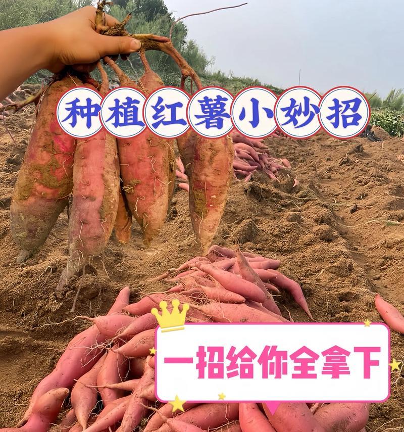 红薯的种植与收获（时机与技巧/种植和维护/预防病虫害/采摘与贮藏）
