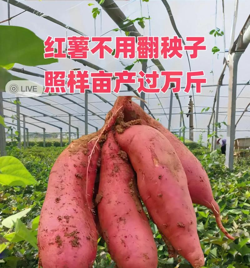 红薯的种植与收获（时机与技巧/种植和维护/预防病虫害/采摘与贮藏）