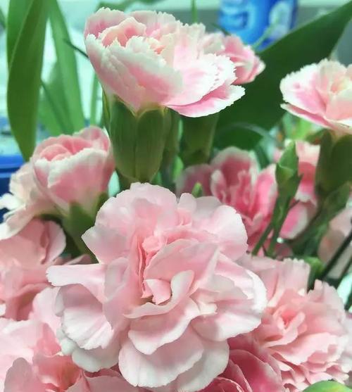 粉色花语大揭秘（花语代表什么意思？看完这篇文章你就知道！）