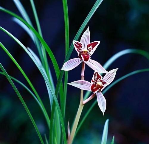 选购兰花，挑选适合自己的品种（从花型、花色、花期、香气等方面选择兰花）