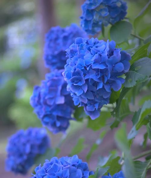 无尽夏绣球花的生长条件详解（喜阴还是喜阳？如何更好地种植无尽夏绣球花？）