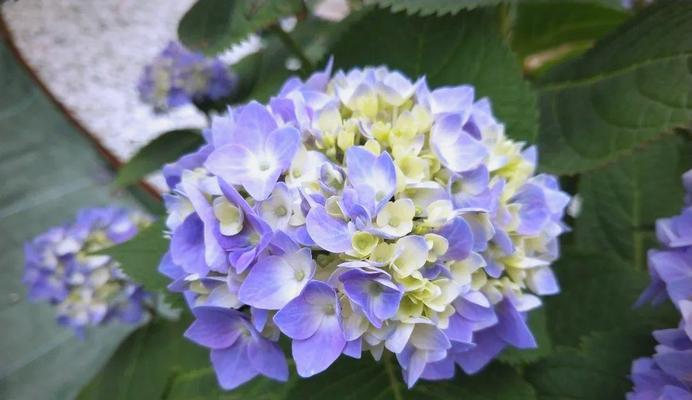 无尽夏绣球花的生长条件详解（喜阴还是喜阳？如何更好地种植无尽夏绣球花？）