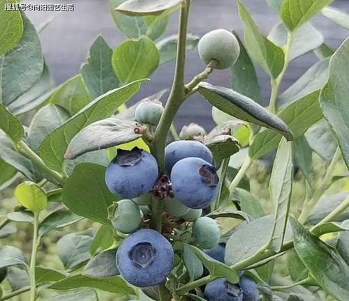 兰梅树几年结果实的特点（兰梅树结果实时间、原因与管理方法）