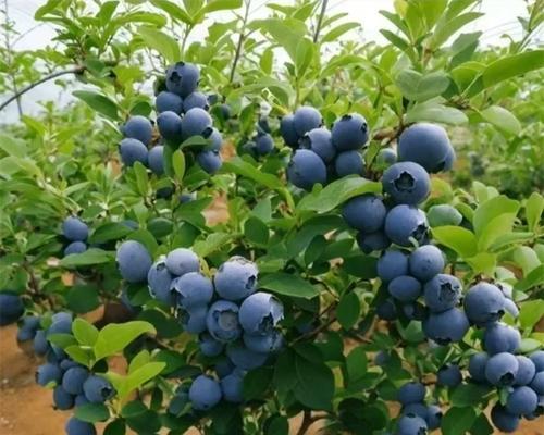 兰梅树几年结果实的特点（兰梅树结果实时间、原因与管理方法）