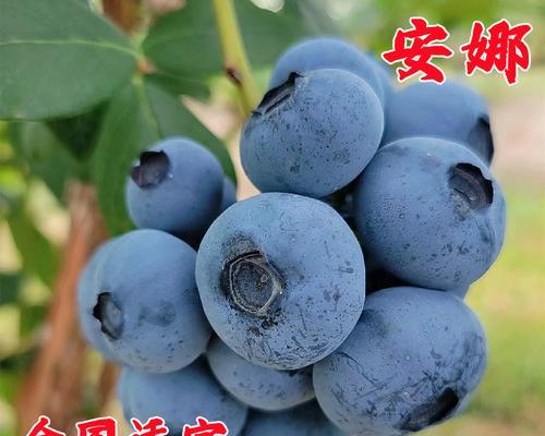 兰梅树几年结果实的特点（兰梅树结果实时间、原因与管理方法）