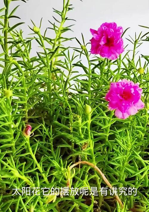 太阳花开花时间及相关信息（探秘太阳花开花规律，了解太阳花的生长周期）