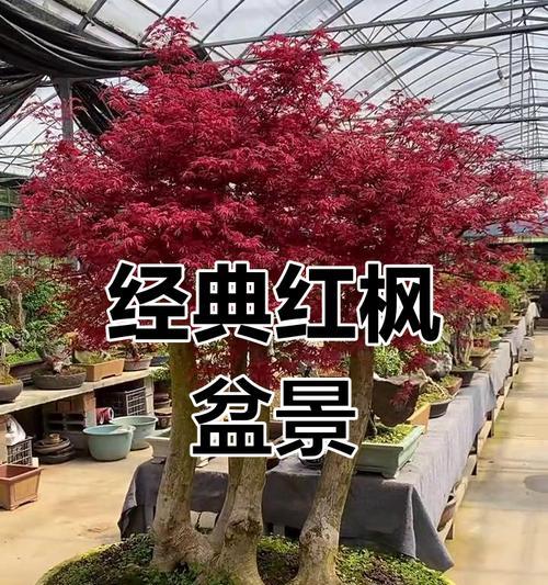 红枫树扦插的最佳时间（探讨红枫树的繁殖技巧和时间选择）