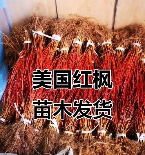 红枫树扦插的最佳时间（探讨红枫树的繁殖技巧和时间选择）