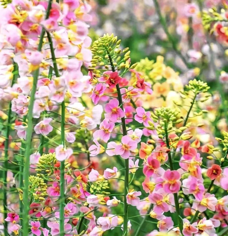 希望的阳光——向日葵的花语（在生命中寻找积极的力量）