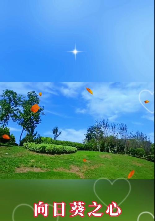 希望的阳光——向日葵的花语（在生命中寻找积极的力量）