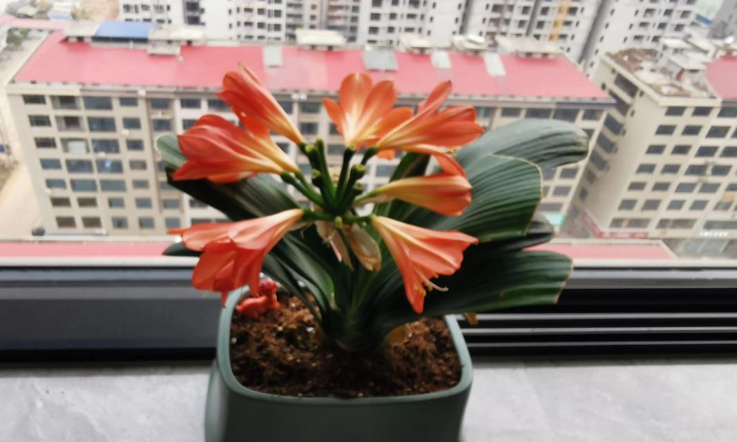 君子兰花开的风水寓意（财运亨通、事业顺遂的吉祥象征）