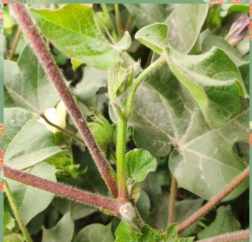 棉花的特点及生长习性（探究棉花是否为双子叶植物）
