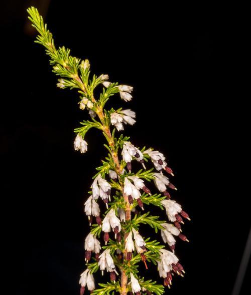 棉花的特点及生长习性（探究棉花是否为双子叶植物）