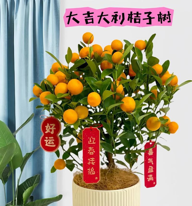 盆栽金桔的养护方法（让您的金桔盆栽生机勃勃）