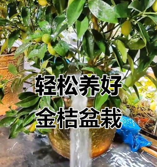 盆栽金桔的养护方法（让您的金桔盆栽生机勃勃）