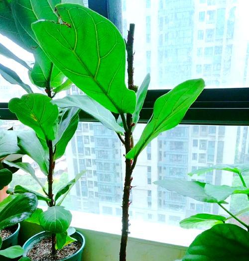 琴叶榕冬季养护全攻略（冬天如何给琴叶榕提供合适的环境和养护方法？）