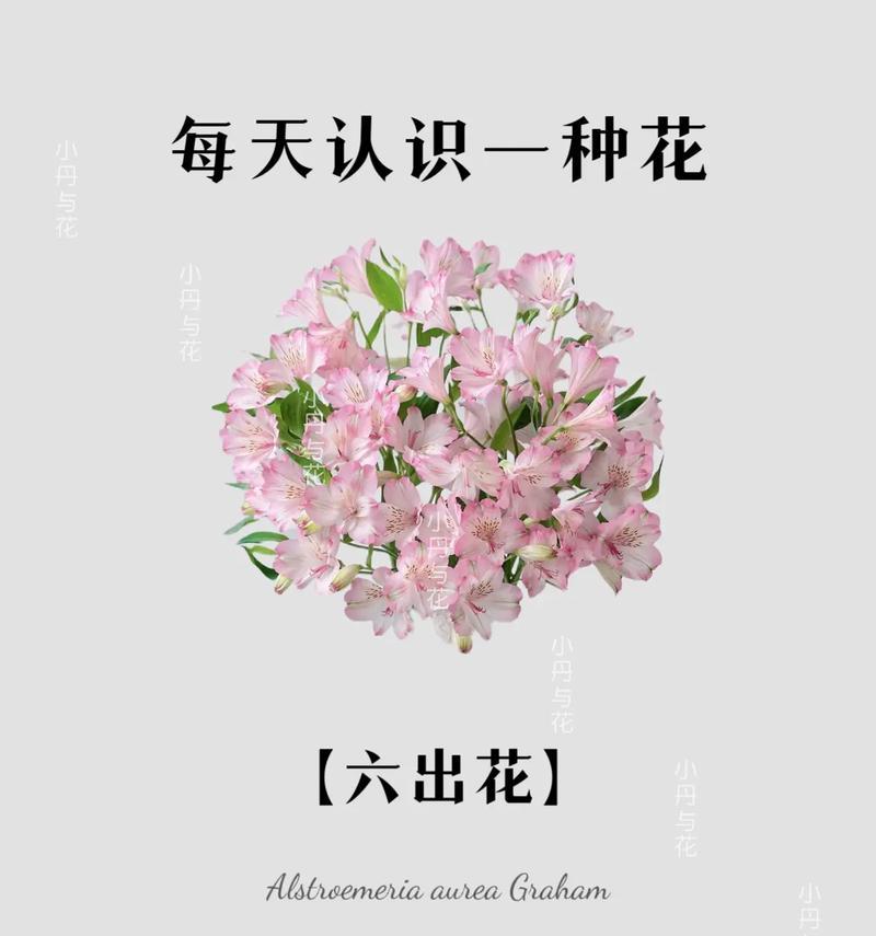 花语晚安——传递爱与关怀的美丽语言（探寻晚安花语的历史渊源及深刻内涵）