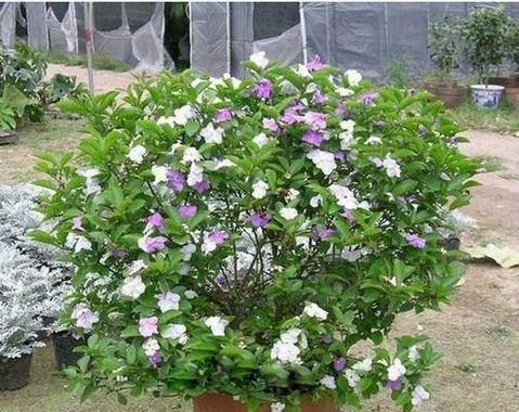 如何正确养殖双色茉莉（从选种到养护，教你轻松打造花园好手）