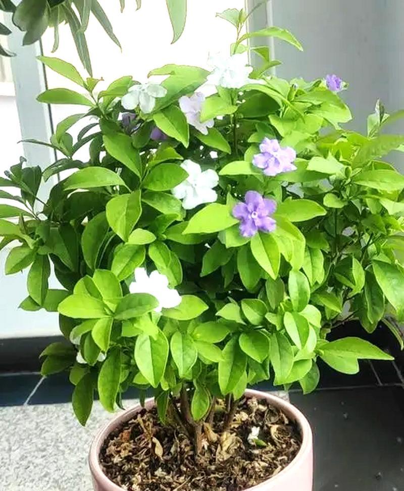 如何正确养殖双色茉莉（从选种到养护，教你轻松打造花园好手）