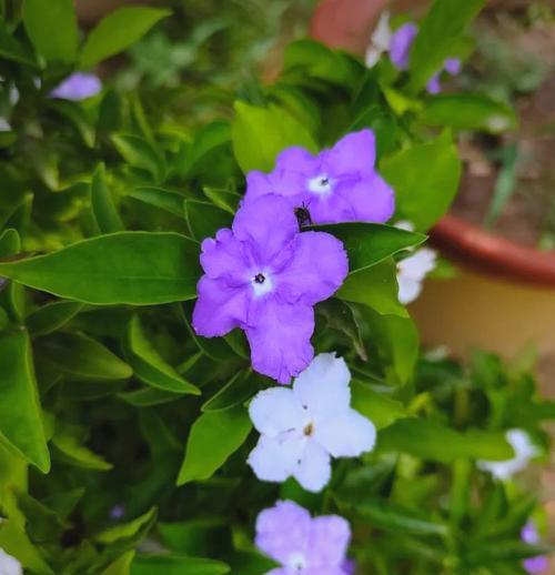 如何正确养殖双色茉莉（从选种到养护，教你轻松打造花园好手）