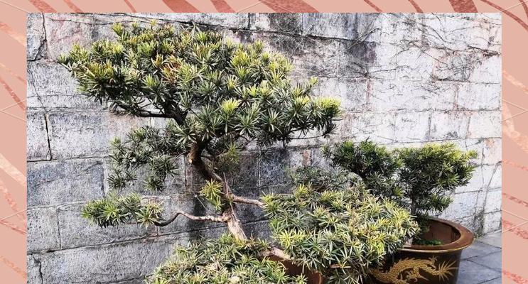 富贵树的养护指南（春夏秋冬四季养护，助你打造美丽家园）