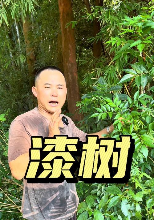 漆树——生长在神秘之地的千年树