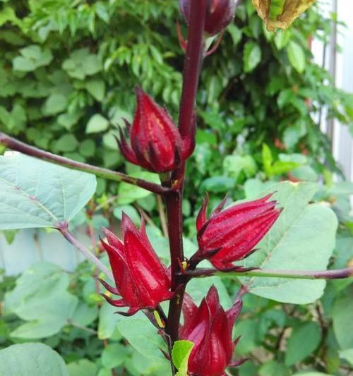 红桃K的开花结果时间及生长特性（红桃K——一个值得探究的果树品种）