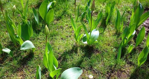半夏的外观及特征（探秘半夏的形态、生长环境与药用价值）