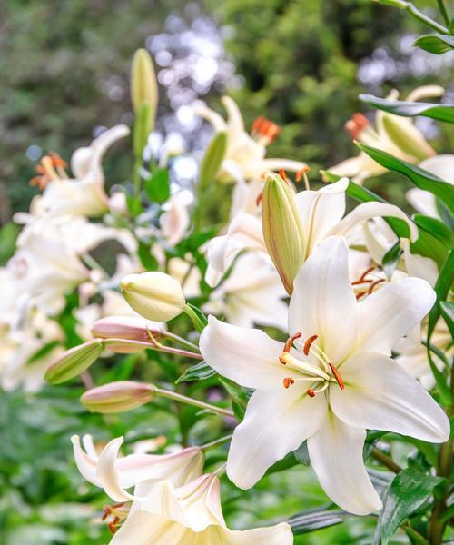 百合花的繁殖方式(探究百合花是否为雌雄同株) 百合花的繁殖方式(探究百合花是否为雌雄同株)