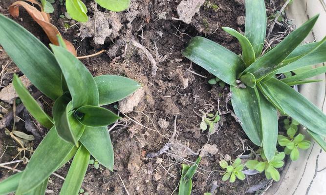 百合花的繁殖方式(探究百合花是否为雌雄同株) 百合花的繁殖方式(探究百合花是否为雌雄同株)