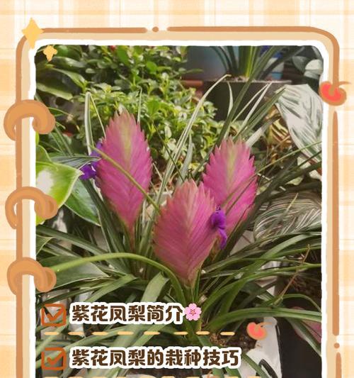 积水凤梨的养殖方法与注意事项（从选种到管理，教你打造美丽的积水凤梨）