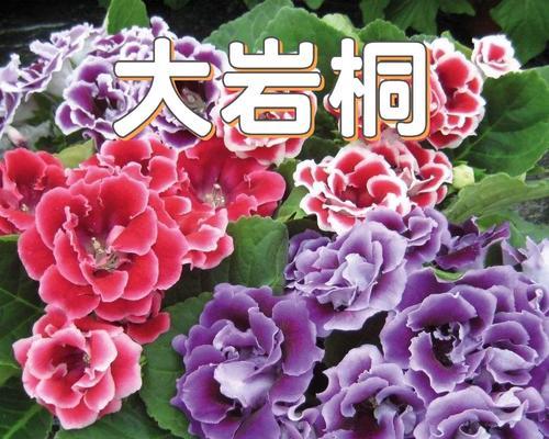 大岩桐——一年生还是多年生？（探讨大岩桐生长周期的奥秘）